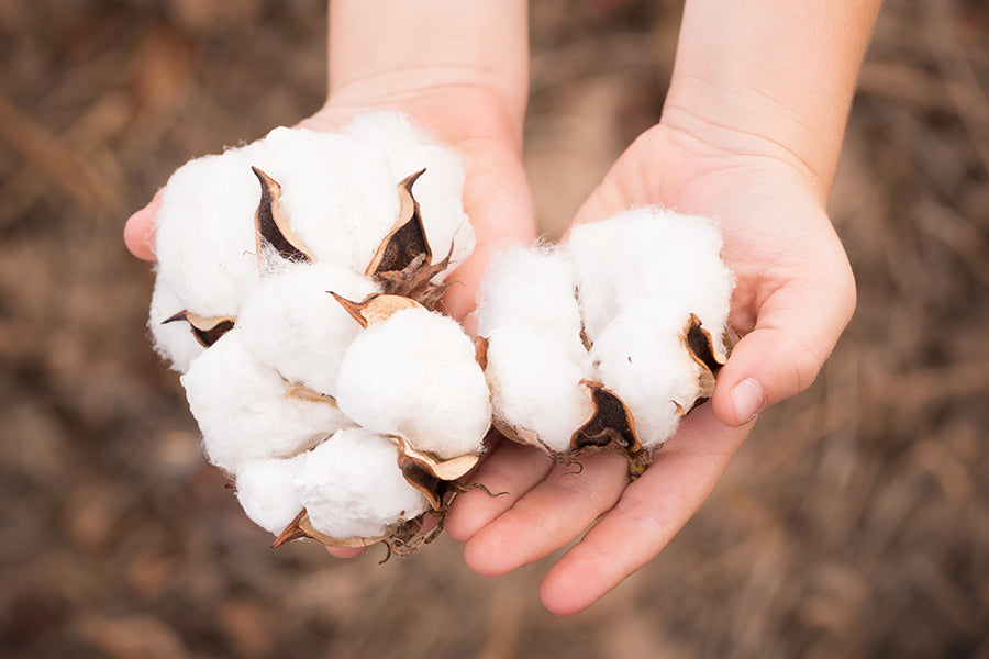 organic cotton bolls in hands