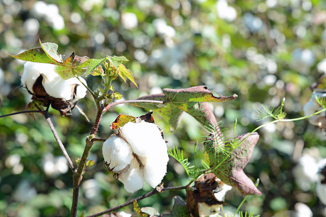 Why Organic Cotton is The Best Choice for Our Kids