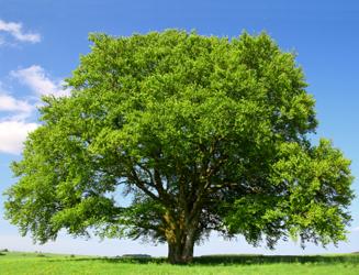big green tree